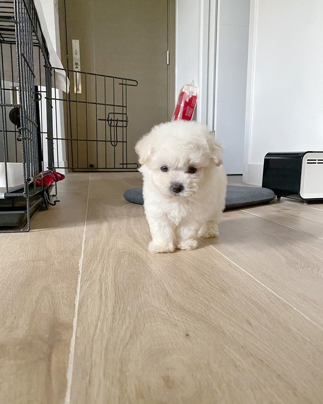 Lovy, cachorro hembra Bichon Frisé